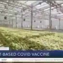 백신농장 이미지