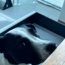 댕스럽개 이미지