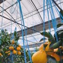 시은농장 이미지