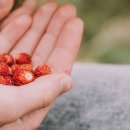 흥농농약종묘사 이미지