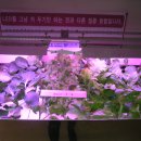 식물공장과 LED 조명을 이용한 식물재배에 관한 과학적 고찰 이미지