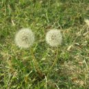 추억의오후3시소주카페 이미지