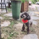 THE반하개 네이버블로그