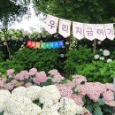 공주꽃직매장 | 공주 수국축제 후기, 유구색동수국정원 꽃 축제 실시간 개화상황(25. 6. 25), 주차장 정보