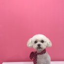 댕댕이 커트방 이미지