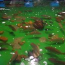 청춘바다낚시 이미지