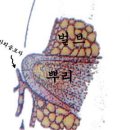 ﻿푸자리움 옥시스포럼(Fusarium oxysporum)에 의한 구경썩음병 이미지