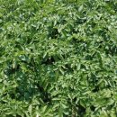 고덕농장 이미지