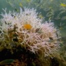 The Great Society 이미지