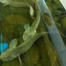 주왕산삼계탕식당 이미지