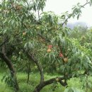 방장산 농장 이미지