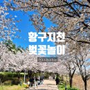 주차29 | 황구지천 벚꽃 만개 상황 (4월 8일) + 주차·산책 팁 / 29주 임산부 벚꽃놀이 후기