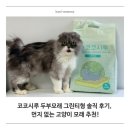 코코시루 두부모래 그린티형 솔직 후기, 먼지 없는 고양이 모래 추천!