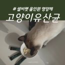 펫친구 | 고양이 유산균 추천 구토, 설사 장건강 영양제 셀비펫 급여 후기