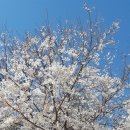 쪽실순대국