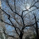 책달샘숲속작은도서관 | 금천체육공원 오늘 벚꽃 사진 가득 #벚꽃포토덤프
