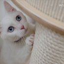 뷰티펫동물병원