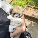 퍼피블랑 이미지