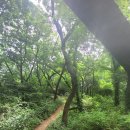 7월 12일(금) 청계산 숲길 이미지