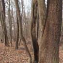 우장산 Daum카페