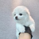 비욘멍멍