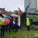 느티나무사거리 이미지