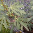 가을민박 이미지