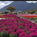 11/10 양산 황산공원국화축제 이미지