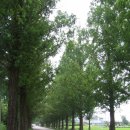 군청 메타세콰이어길 이미지