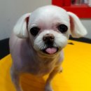 개털깍는 사랑이네 이미지