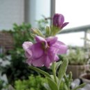 비단향꽃무 이미지