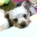 부흥초등학교 이미지