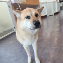 댕스럽개 이미지