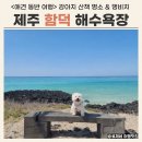 씨유제주함덕해수욕장점 | 제주 함덕해수욕장 애견 동반 후기 (feat. 반려견 동반 해변)