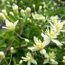 장모사랑 이미지