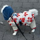 펫츠밀 | 강아지 올인원 불편할까봐 망설였다면? 펫츠랜드 버터 소프트 올인원