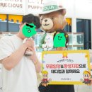 대구고양이분양 테디럽 이미지