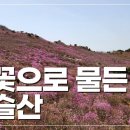 비슬산/진달래/참꽃 이미지