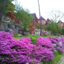 숲속의요정 이미지