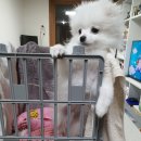 해피하이 이미지