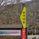 단양연화 이미지