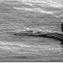 바다로 간 사나이 이미지