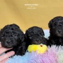 토이 켄넬 이미지