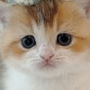 천안고양이 분양 퍼스트캣 본점 이미지