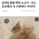 코스트코 판매 소고기서 산탄총알 파편 나와 이미지