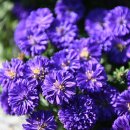 바우가든 이미지