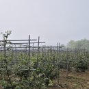 이수미팜베리 이미지