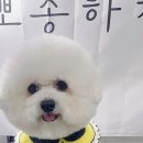 오늘도 뽀송하개 이미지