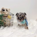 퍼피앤유 이미지