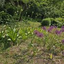 알리움(Allium) 이미지